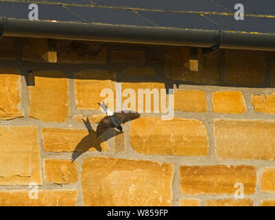 House Martin (Delichon urbicum) leaving nest under eaves of house, Northumberland, UK, July Stock Photo