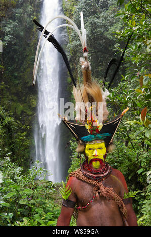 Timan Thumbu - a Huli Wigman from Tari Southern Highlands Papua, New Guinea. Head dress contains Superb Bird of Paradise, Papun Lorikeet, Leeser Bird of Paradise, Ribbon-tailed Astrapia, Lawes Parotia and Stephanie's Astrapia feathers and plumes. August 2011 Stock Photo