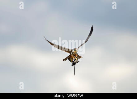 Hobby (Falco subbuteo) with Swift (Apus apus) caught over reedbed Norfolk, May Stock Photo