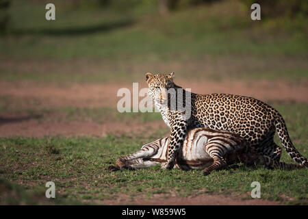 Leopard (Panthera pardus) young male with zebra foal kill. Masai Mara National Reserve, Kenya. August