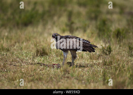 Martial eagle (Polemaetus bellicosus) on ground with prey, Masai Mara National Reserve, Kenya, July Stock Photo