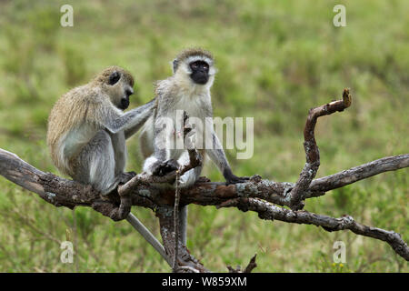 Vervet monkeys (Cercopithecus aethiops) grooming. Masai Mara National Reserve, Kenya, July Stock Photo