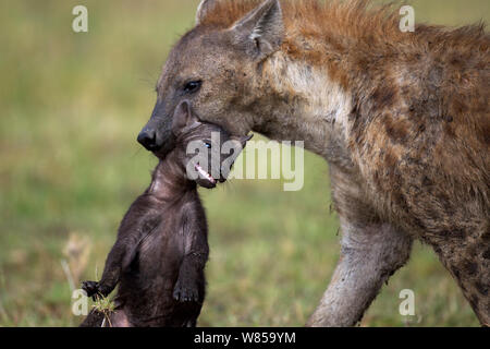 Spotted hyena (Crocuta crocuta) carrying a pup aged 2-3 months in its mouth. Masai Mara National Reserve, Kenya, July Stock Photo