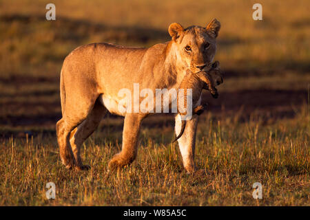 Lioness (Panthera leo) carrying a cub aged less than 1 month in her mouth. Masai Mara National Reserve, Kenya, August