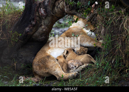 Lioness (Panthera leo) with suckling cubs aged 2-3 months from another mother and her own new born cubs only days old. Masai Mara National Reserve, Kenya, August The body of a dead cub can be seen in the bottom left of the picture. Stock Photo