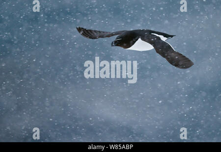 Razorbill (Alca torda) flying in falling snow, Vardo, Norway, March. Stock Photo