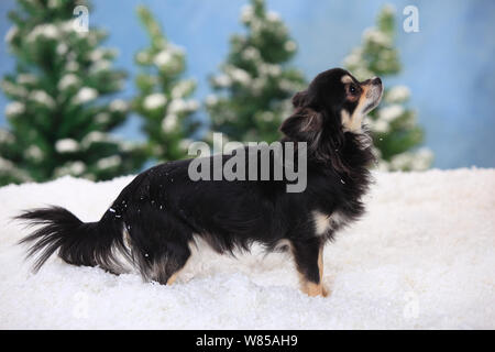 Chihuahua, longhaired with black-cream-white colouration in snowy scene. Stock Photo