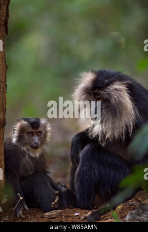Lion-tailed macaque (Macaca silenus) female sitting with her baby aged 12-18 months. Anamalai Tiger Reserve, Western Ghats, Tamil Nadu, India. Stock Photo