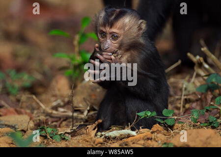 Lion-tailed macaque (Macaca silenus) baby aged 6-12 months feeding. Anamalai Tiger Reserve, Western Ghats, Tamil Nadu, India. Stock Photo