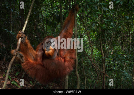 Sumatran orangutan (Pongo abelii) mature male 'Halik' aged 26 years hanging from a liana. Gunung Leuser National Park, Sumatra, Indonesia. Rehabilitated and released (or descended from those which were released) between 1973 and 1995. Stock Photo