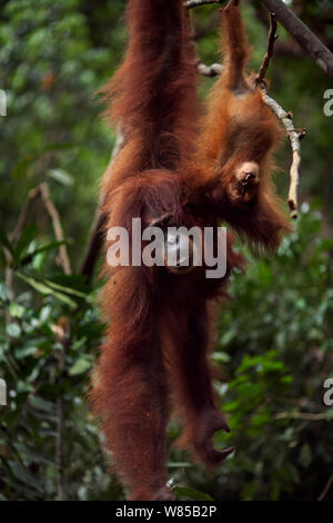 Sumatran orangutan (Pongo abelii) female 'Sandra' aged 22 years and baby daughter 'Sandri' aged 1-2 years hanging from a tree. Gunung Leuser National Park, Sumatra, Indonesia. Rehabilitated and released (or descended from those which were released) between 1973 and 1995. Stock Photo