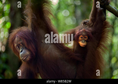 Sumatran orangutan (Pongo abelii) female 'Sandra' aged 22 years and her female baby 'Sandri' aged 2 years hanging from a branch. Gunung Leuser National Park, Sumatra, Indonesia. Rehabilitated and released (or descended from those which were released) between 1973 and 1995. Stock Photo