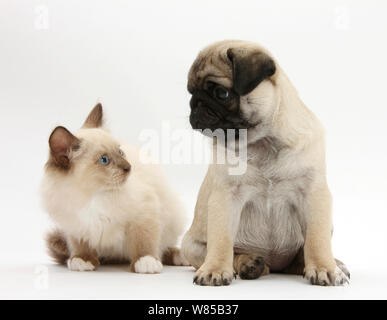 Fawn Pug puppy, aged 8 weeks, and Birman-cross kitten. Stock Photo