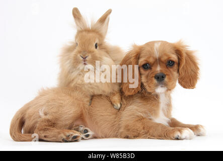 Cavalier King Charles Spaniel puppy 'Star' with Sandy rabbit. Stock Photo