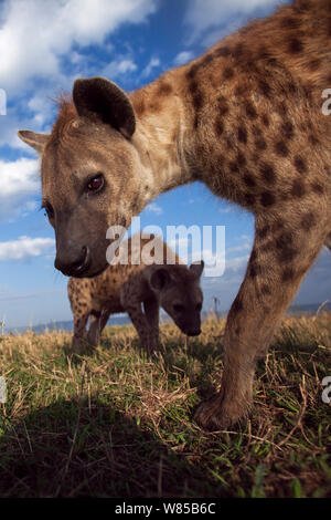 Spotted hyenas (Crocuta crocuta) approaching with curiosity. Masai Mara National Reserve, Kenya. Taken with remote wide angle camera. Stock Photo