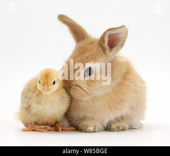 Cute sandy rabbit and yellow bantam chick, against white background Stock Photo