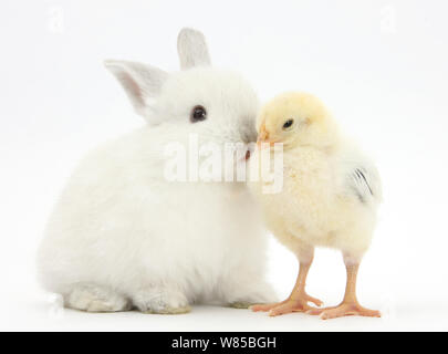 White rabbit kissing a yellow bantam chick, against white background Stock Photo