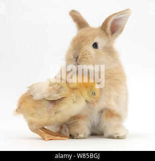 Cute sandy rabbit and yellow bantam chick, against white background Stock Photo