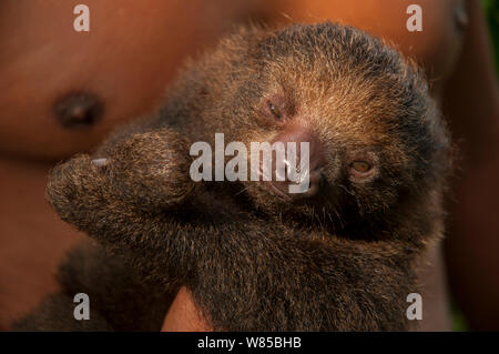 Two toed sloth (Choloepus hoffmanni) held by man. Pilpintuwasi Animal Orphanage, Padre Cocha, Iquitos, Peru Stock Photo