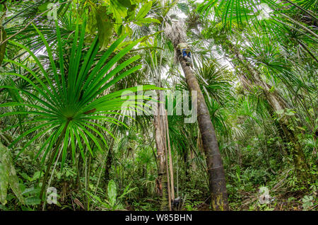 Sustainable palm harvest with climber on Moriche palm (Mauritia flexuosa) Amazon Rainforest, Rio Napo, Peru Stock Photo
