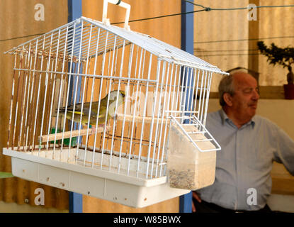 Greenfinch (Carduelis chloris) singing in cage, Malta, March 2012. Stock Photo