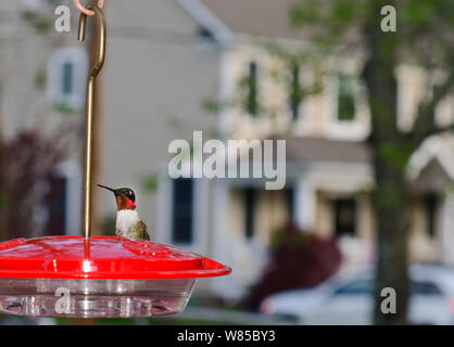 Ruby-Throated Hummingbird (Archilochus colubris) at hummingbird feeder in garden, New Jersey, USA, May. Ruby-Throated Hummingbird (Archilochus colubris) at hummingbird feeder in garden, New Jersey, USA, May.