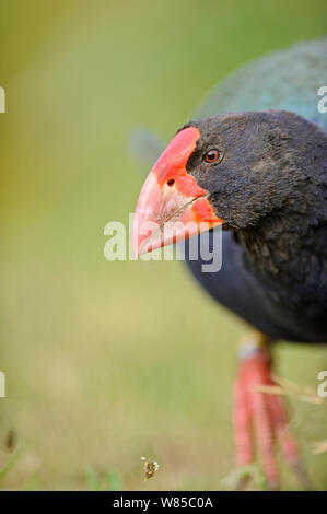 Takahe (Porphyrio mantelli) portrait, Tiri Matangi, North Island, New Zealand. Stock Photo