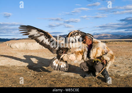 Dalai Han, a Kazakh eagle hunter with his Golden Eagle (Aquila chrysaetos) 'Bayan-Ulgii' in Altai Mountains, western Mongolia, October 2008. Stock Photo