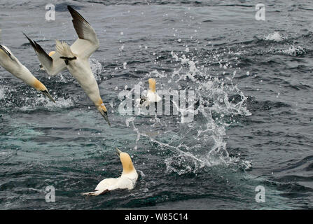 Gannets (Sula bassana) diving for mackerel off Shetland, Scotland, UK, June,. Stock Photo