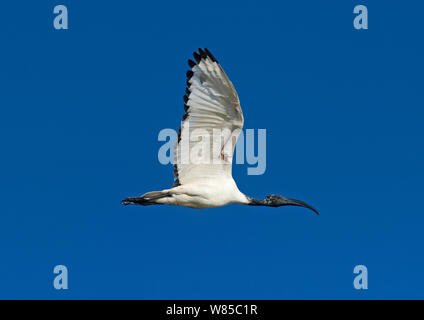 Sacred Ibis (Threskiornis aethiopicus) Lake Nakuru, Kenya. Stock Photo