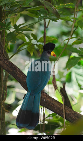 Great Blue Turaco (Corythaeola cristata) captive from Uganda. Stock Photo