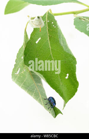 Weevil (Byctiscus betulae) rolling leaf, Niedersachsische Elbtalaue Biosphere Reserve, Lower Saxonian Elbe Valley, Germany. June. Stock Photo