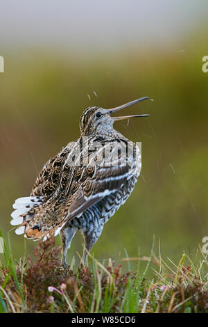 Male Great snipe (Gallinago media) displaying, Norway, June. Stock Photo