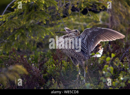 Male Great snipe (Gallinago media) displaying, Norway, June. Stock Photo