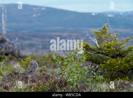 Great snipe (Gallinago media) in habitat, Norway, June. Stock Photo