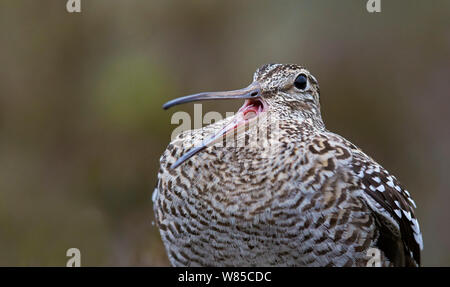 Male Great snipe (Gallinago media) displaying, Norway, June. Stock Photo