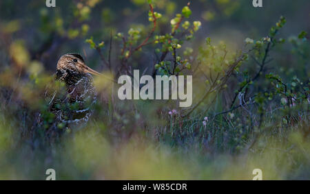 Great snipe (Gallinago media) amongst vegetation, Norway, June. Stock Photo