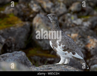 Male Rock ptarmigan (Lagopus muta) on rock, plumage part way through changing from summer to winter, Utsjoki, Finland, September. Stock Photo