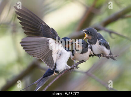 Closeup Baby Birds With Wide Open Mouth On The Nest Young Birds With Orange  Beak Nestling In Wildlife Stock Photo - Download Image Now - iStock