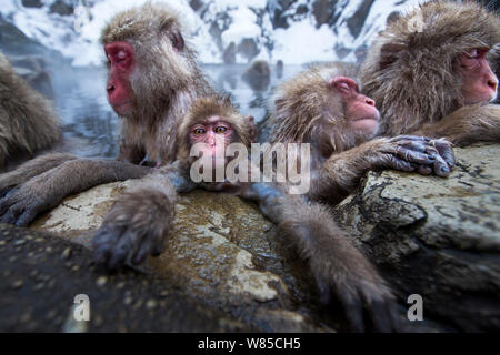 Japanese Macaques (Macaca fuscata) resting at the edge of thermal hotspring pool. Jigokudani Yean-Koen National Park, Japan, February. Stock Photo