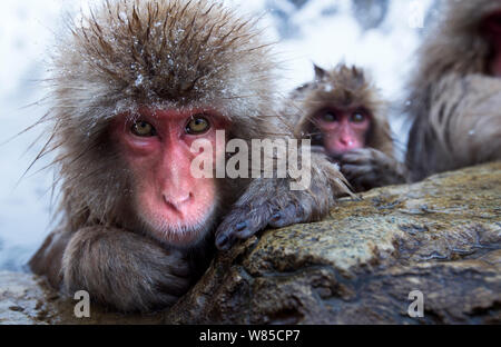 Japanese Macaques (Macaca fuscata) resting at the edge of thermal hotspring pool. Jigokudani Yaen-Koen National Park, Japan, February. Stock Photo