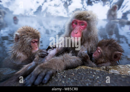 Japanese Macaques (Macaca fuscata) resting at the edge of thermal hotspring pool. Jigokudani Yean-Koen National Park, Japan, February. Stock Photo