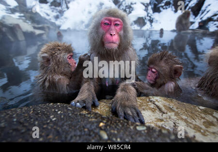 Japanese Macaques (Macaca fuscata) resting at the edge of thermal hotspring pool. Jigokudani Yean-Koen National Park, Japan, February. Stock Photo