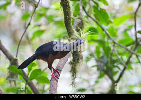 Sickle-winged Guan (Chamaepetes goudotii) Choco, Ecuador. Stock Photo