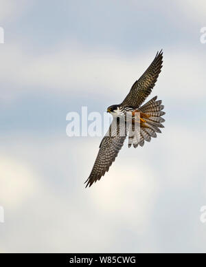Hobby (Falco subbuteo) hunting over reedbed at Lakenheath RSPB Reserve, Suffolk, England, UK, May. Stock Photo
