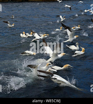 Gannets (Morus bassanus) feeding on shoal of Mackerel off Noss, Shetland, Scotland, UK, June. Stock Photo