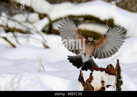 Eurasian Jay (Garrulus glandarius) in flight, searching for acorns in snow, Norfolk, England, UK, January. Stock Photo