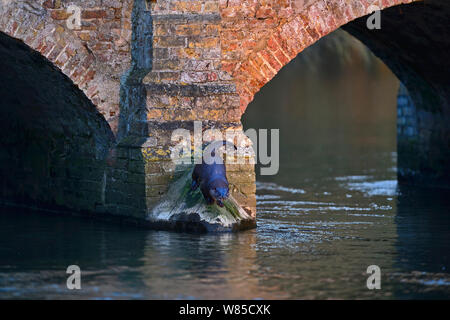 Otter (Lutra lutra) depositing a scat on bridge arch, River Thet, Norfolk, England, UK, April. Stock Photo