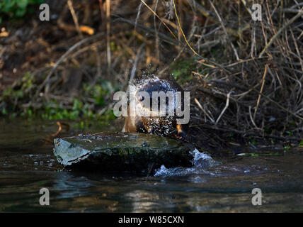 Otter (Lutra lutra) shaking, River Thet, Norfolk, England, UK, April. Stock Photo