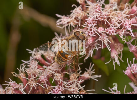 Hoverfly (Eristalis tenax) male, Sussex, England, UK, August. Stock Photo